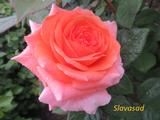  Amour de Molene (Мультифлора)
